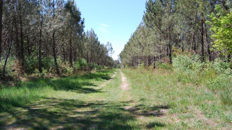 Les pistes forestières offrent des opportunités de développement de liaisons douces - Lège-Cap-Ferret