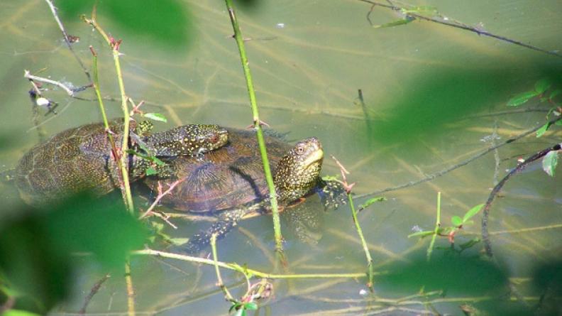 Emys orbicularis, Tortue Cistude