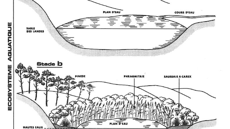 L'évolution naturelle des plans d'eau littoraux, étape 1 : écosystème aquatique