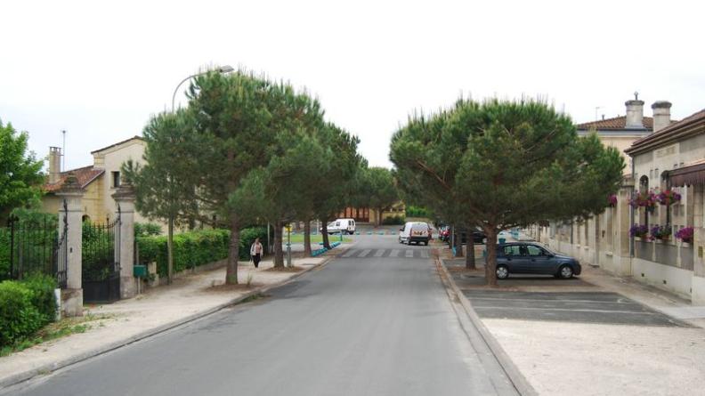 Les pins qualifient et organisent l’espace public - Saint-Médard-d’Eyrans