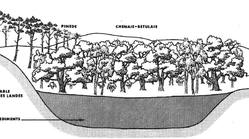 L'évolution naturelle des plans d'eau littoraux, étape 3 : écosystème forestier