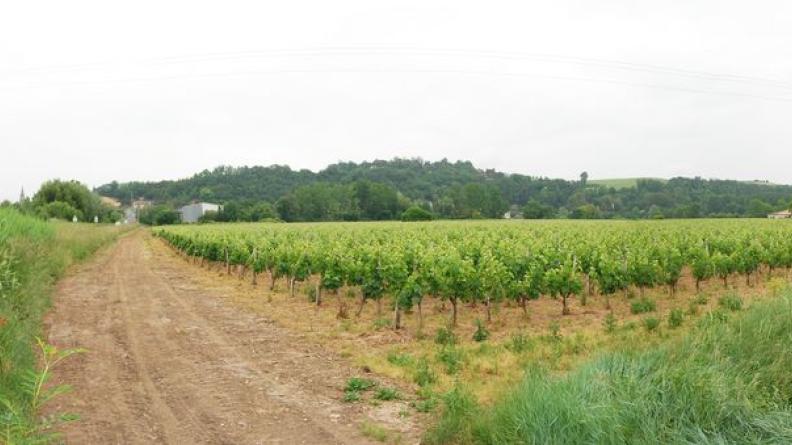 La vigne sur les terres humides des méandres - Portets