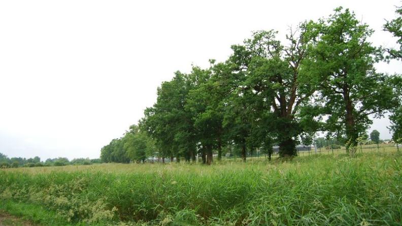 Cette haie forme la limite entre la ville à droite (terrains de sport) et la vallée à gauche (prairies)