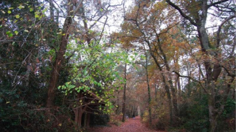 Le bois du Burck (Mérignac)