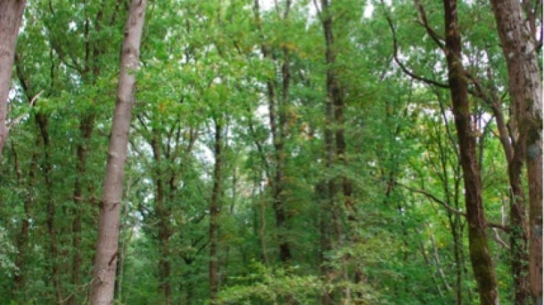 Chênaie (Blanquefort)