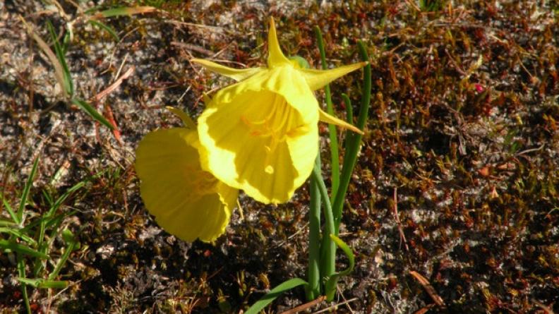 Narcissus bulbocodium - Trompette de Méduse