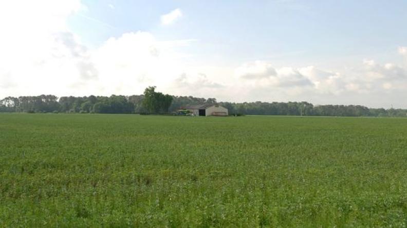 La terrasse alluviale du Bazadais présentent de vastes horizons cultivés - Loupiac-de-la-Réole