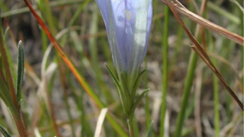 Gentiane pneumonanthe