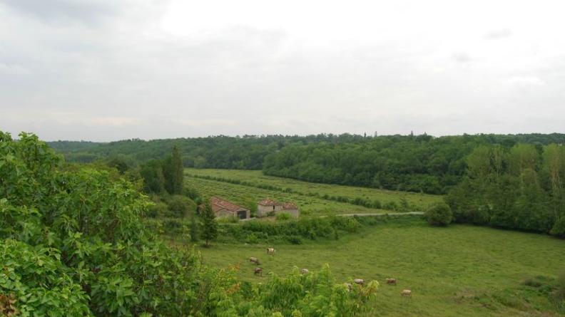 Les bovins assurent le maintien de la prairie - Mazères