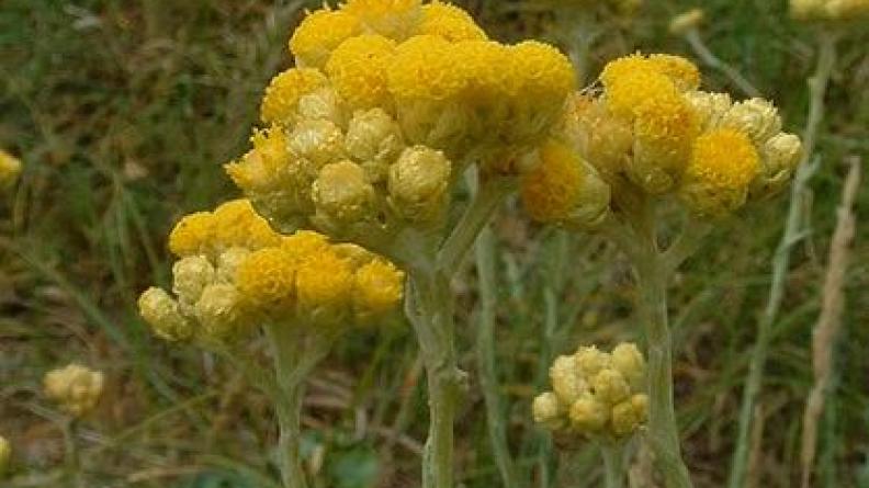 Atlas des paysages - Helichrysum stoechas