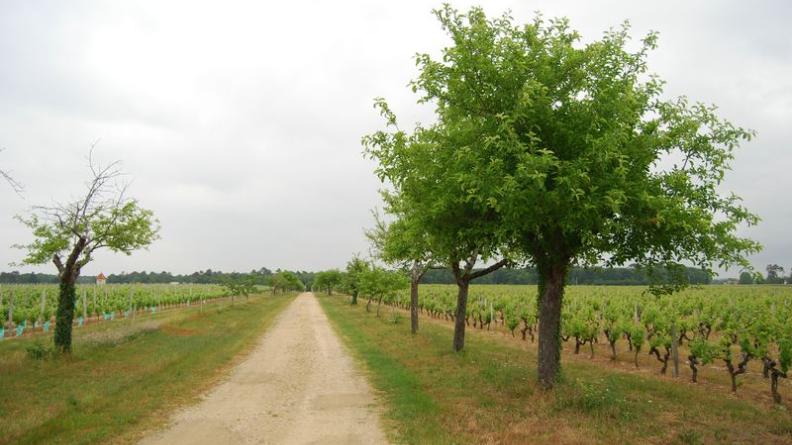 Cette allée plantée mériterait d’être renouvelée pour valoriser ces paysages viticoles - Beautiran
