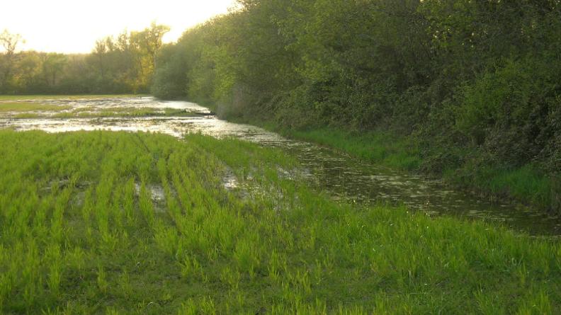 Bocage humide