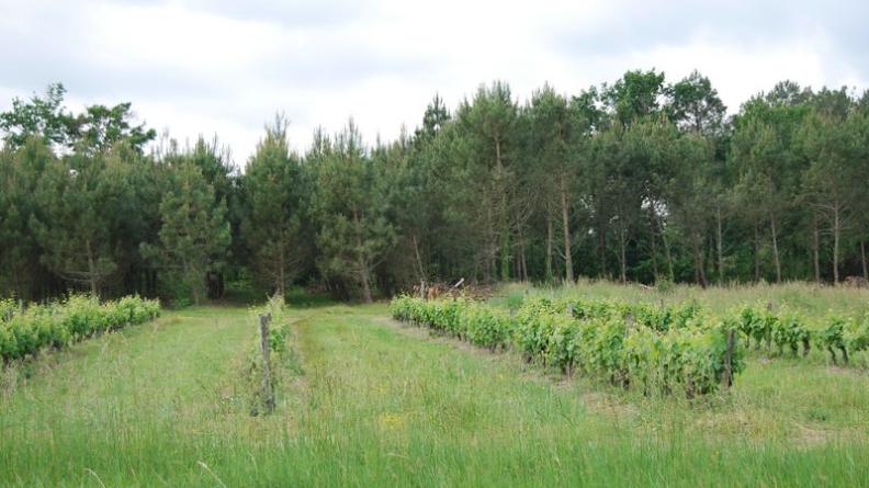 Les résineux sont nombreux sur les franges sud et ouest de l'unité ; la présence de ces vignes est plus surprenante - Birac