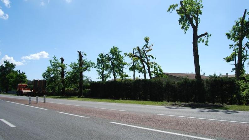 patrimoine arborée est dévalorisée par des élagages sauvages - Marcheprime