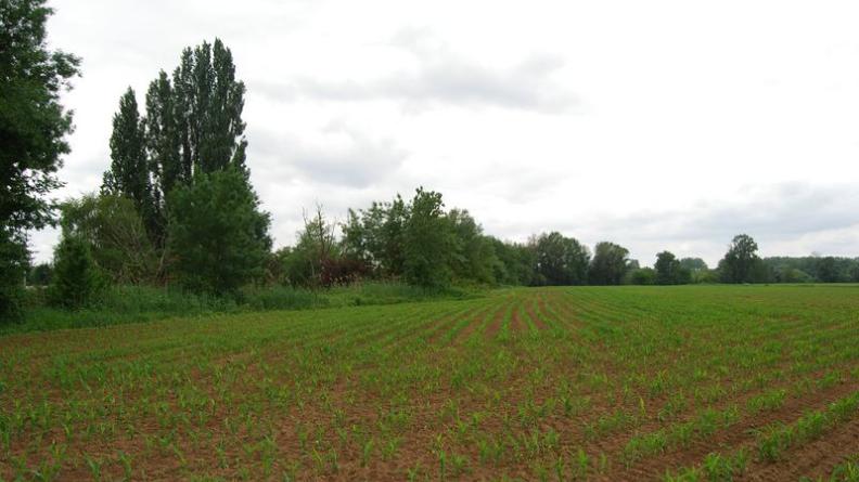 La ripisylve du ruisseau de l’Euille rejoint celle de la Garonne - Béguey