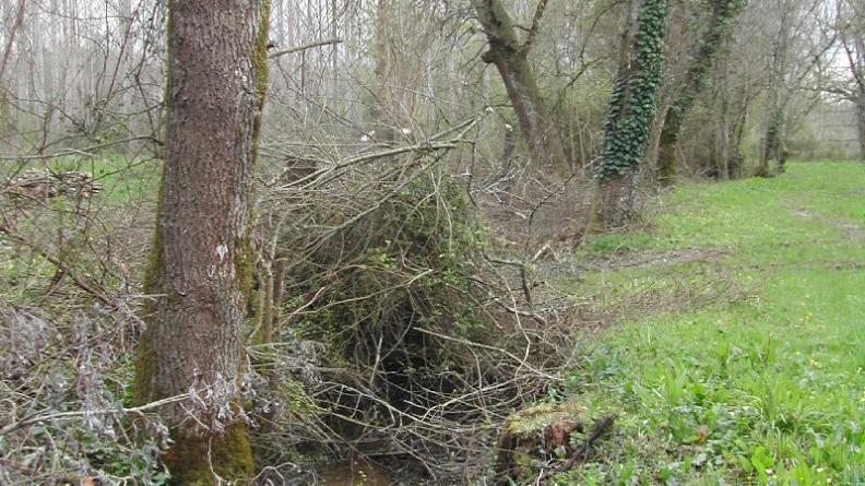 fossé et bordure boisée (frêne et chêne pédonculé)