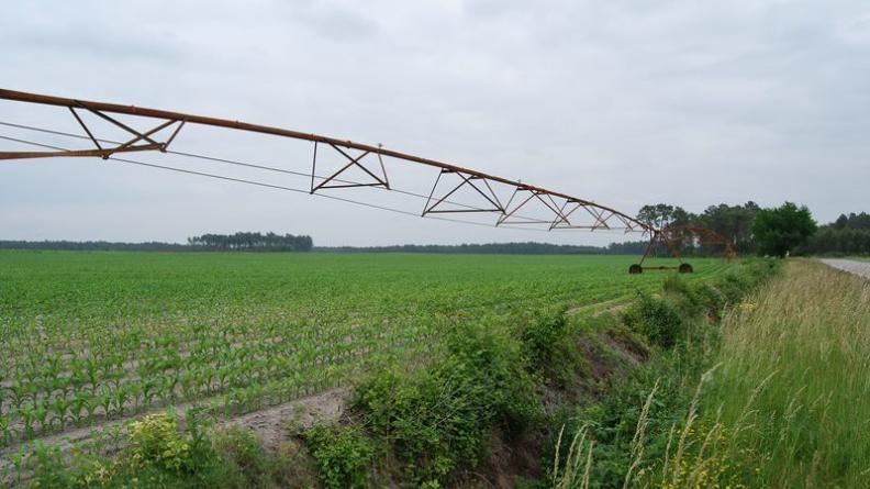 Vaste clairière maïsicole à l'est de Villandraut