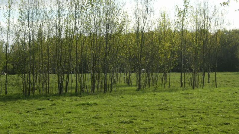 Enfrichement de prairie humide par le frêne