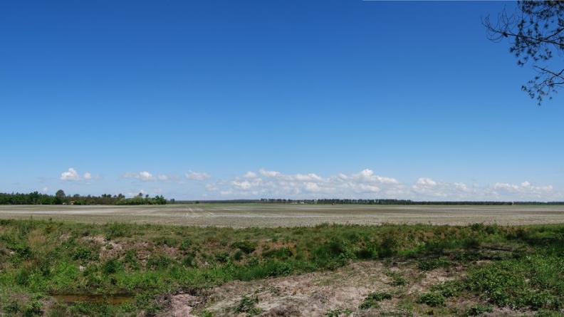 immensité des champs de maïs succède à l'immensité de la pinède - Audenge
