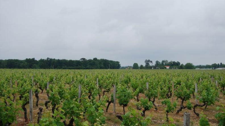 La lisière permet la perception de l’effet de clairière - Beautiran