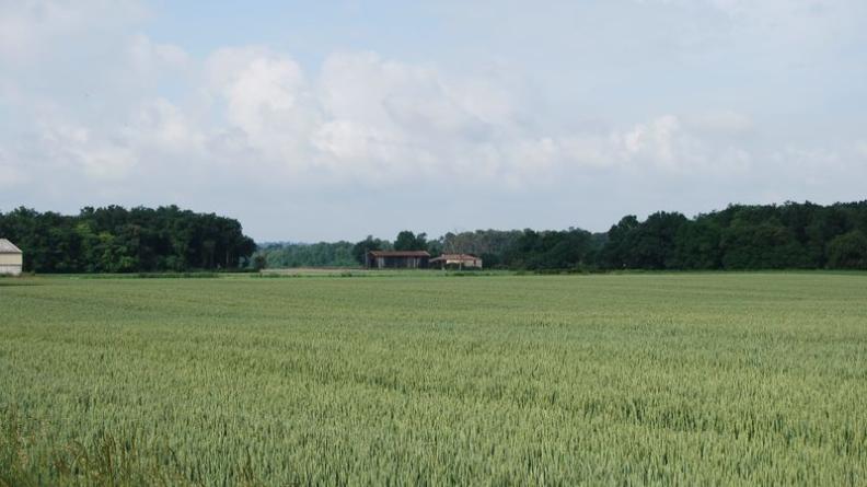 Boisements et bâti enrichissent le paysage des cultures - Loupiac-de-la-Réole
