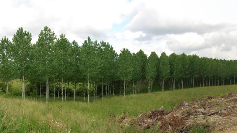 Cette peupleraie occulte la vue vers Bazas au-delà du vallon