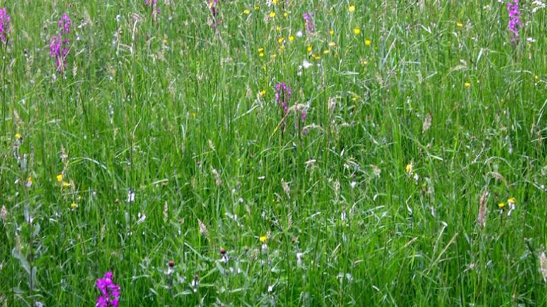 Prairie à orchidées à fleurs lâches