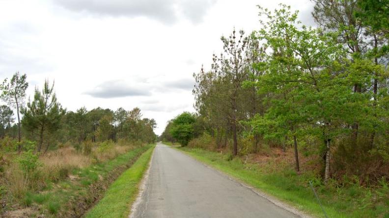 Conifères et feuillus se mêlent à l'approche des terrasses du Médoc - Listrac