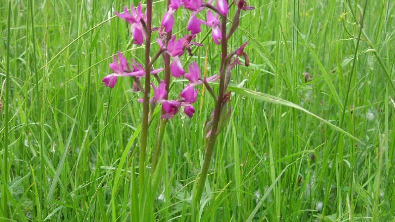 Orchis à fleurs lâches