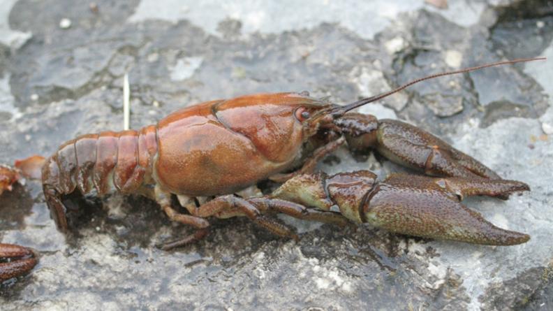 Austropotamobius pallipes