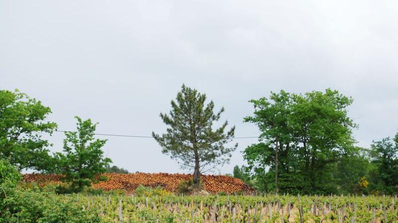 Productions viticole et sylvicole se côtoient autour des lisières - Avensan