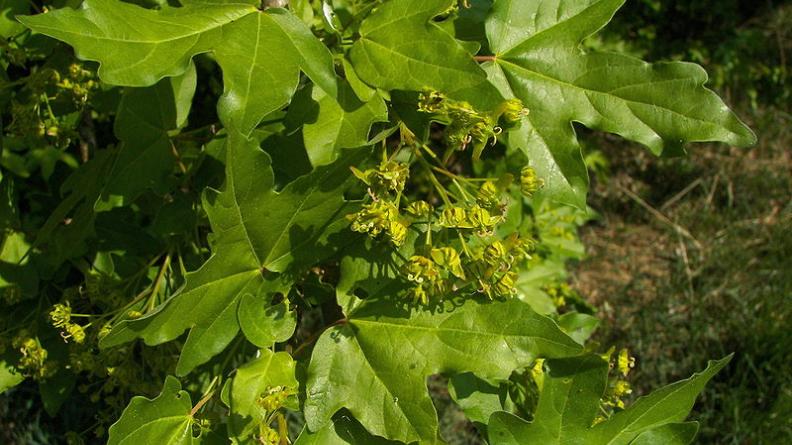 l'érable champêtre (Acer campestris) - Sous bois à fougères de la chênaie-charmaie