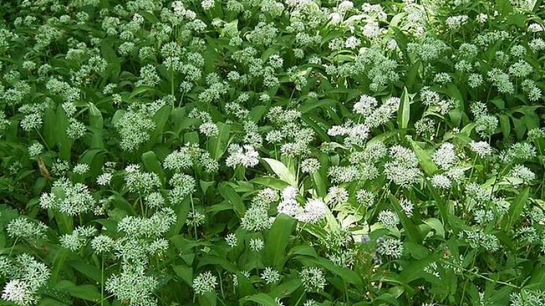 l'ail des ours (Allium ursinum)