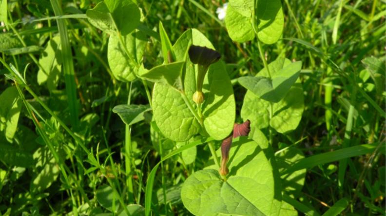 l'aristoloche à feuilles rondes (Aristolochia rotundifolia)