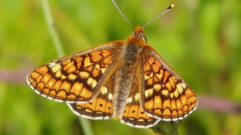 le Damier de la succise (Euphrydryas aurinia)