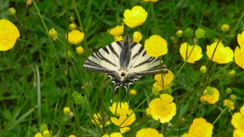 le flambé (Iphiclides podalirius)