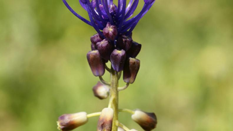 Muscari comosum