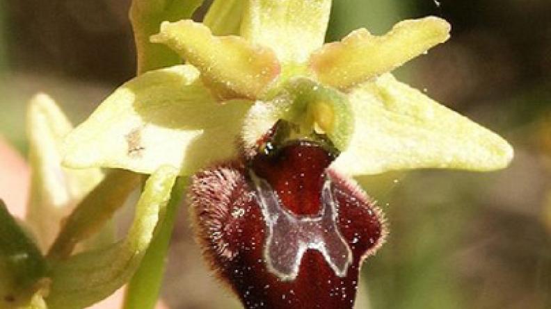 Ophrys araignée (Ophris sphegodes)