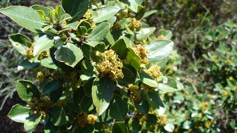 le nerprun alaterne (Rhamnus alaternus)