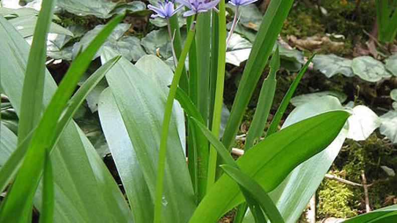 la Scille lis-jacinthe (Scilla Lilio- Hyacinthus)