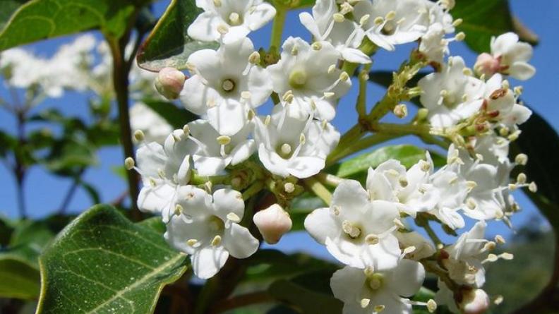 le laurier tin (Viburnum tinus)