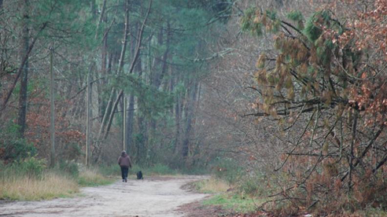 Atlas des paysages - bois