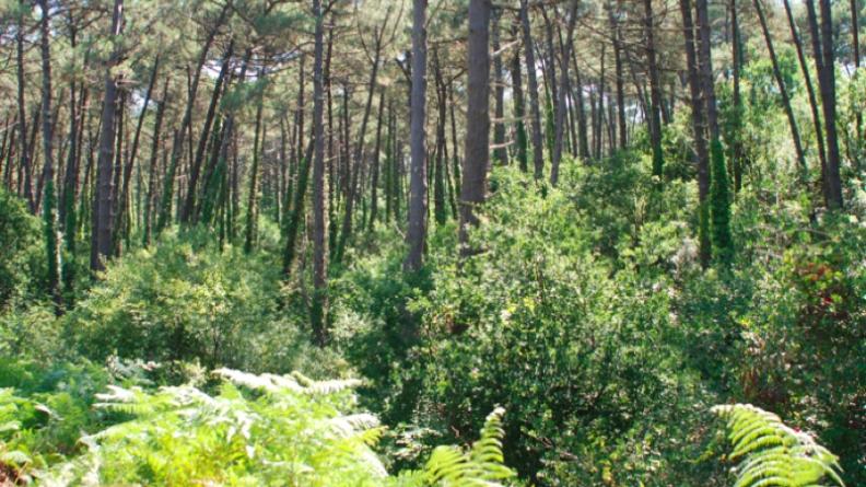 Atlas des paysages - Arcachon