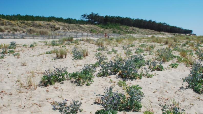 Atlas des paysages - Arcachon