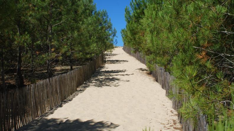 Des palissades de ganivelles délimitent clairement les zones et passages accessibles au sein des milieux fragiles des dunes - Bassin d'Arcachon