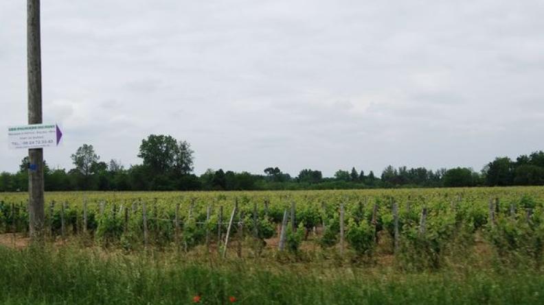 Une dense ripisylve feuillue accompagne le Ciron - Bommes