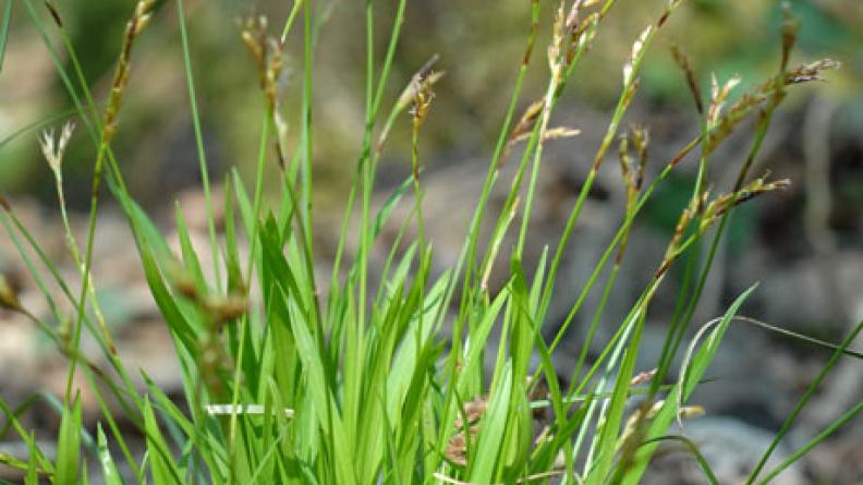 la laîche digitée (Carex digitata)