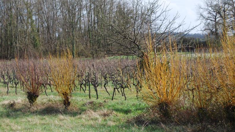 La subsistance d'une haie constituée de quelques saules têtards au bord de ces vignes participe de la richesse des paysages de l'Entre-Deux-Mers et préserve une trace de l'usage traditionnel de la vime, qui fournissait l'osier nécessaire pour ligaturer les ceps - Arbis