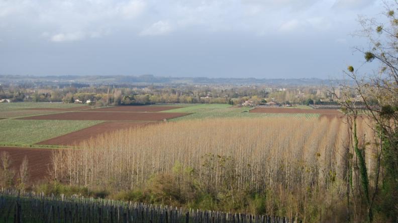 Large peupleraie en pied de coteau en vallée de Dordogne - Saint-Jean-de-Blaignac