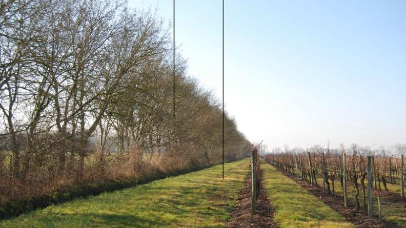 Les allées entre les règes ne sont pas désherbées ; une large bande enherbée sépare la vigne du fossé, faisant office de filtre ; enfin, une haie arborée accompagne le fossé en offrant habitats et continuités à la faune - Prignac-et-Marcamps